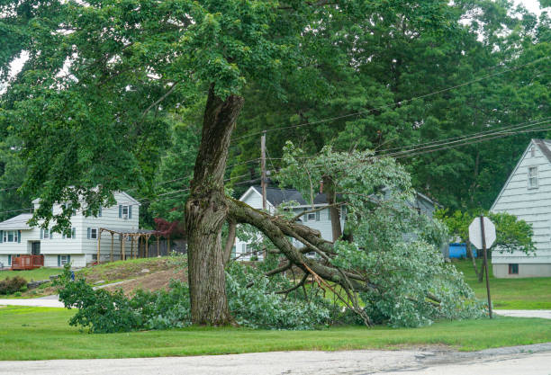 Best Seasonal Cleanup (Spring/Fall)  in Chesterfield, IN